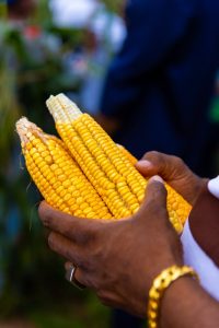 Edo Begins Harvest of 500 Hectares of Maize in Esan Central